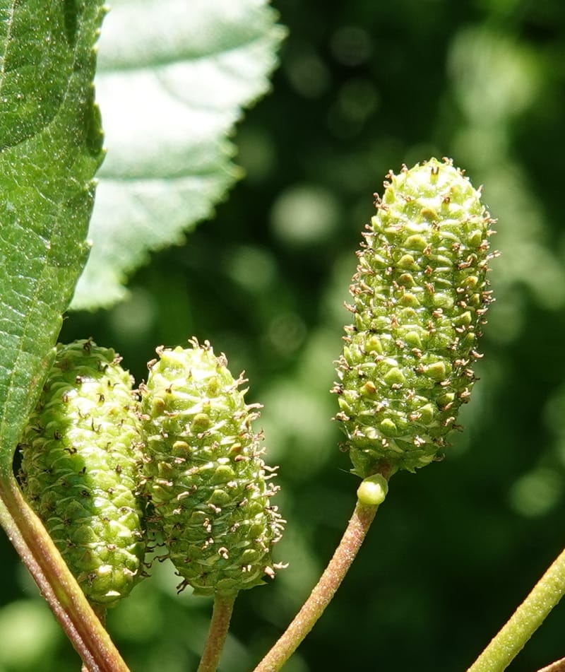Alnus viridis subsp. fruticosa, C. Davidson 13827--ID. Shoshone Co. Hobo Cedar Grove. 9 Jul 2018. DSC06256 (181).JPG