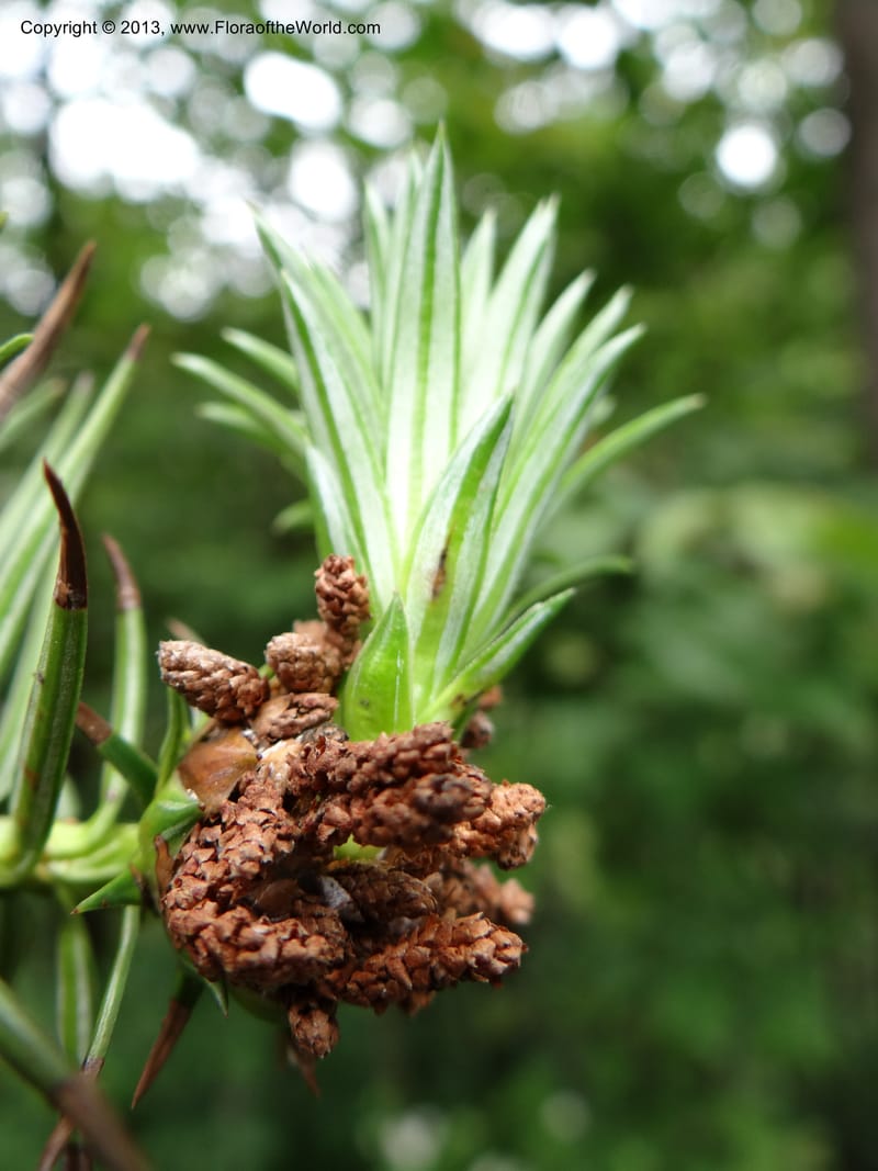 Cunninghamia lanceolata, Davidson, C 11976--China. Zhejiang Prov. Tian Mu Shan. 1 Jun 2012. DSC01264 (147).JPG