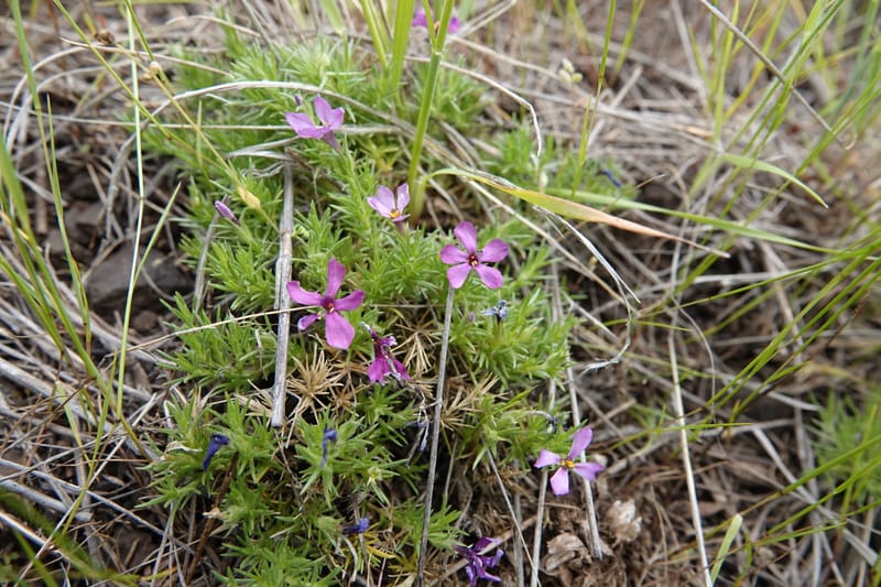 Phlox condensata, C. Davidson 13762--Oregon. Wallowa Co. Zumwalt.Trail Cr. Rd. 4 Jun 2018. DSC04078 (505).JPG