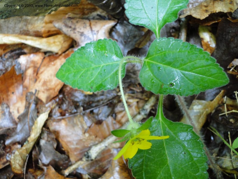 Chrysogonum virginianum, Mori, S 27435, USA, North Carolina, Durham County, Duke Forest, Gate 26 New Hope Drainage, 24 May 2010 (1).JPG