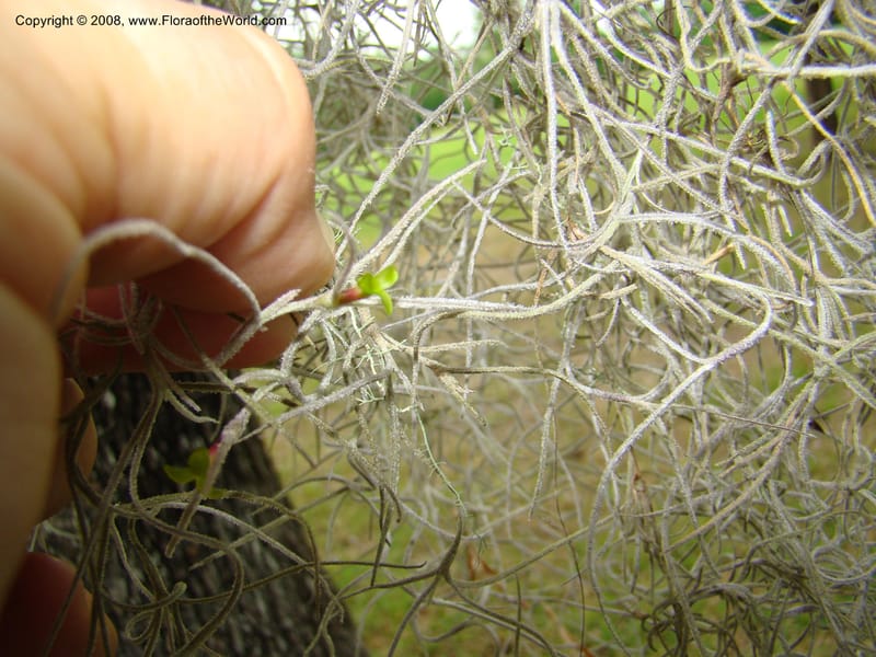 Tillandsia usneoides, CDavidson11164--TX. Walker Co. Newport Village Rd. 27 Apr 08. 137.jpg
