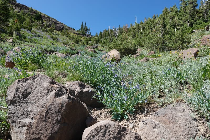 Mertensia ciliata, C. Davidson 13875--ID. Fremont Co. Sawtelle Pk. Stop 7. 30 Jul 2018. DSC08259 (17).JPG