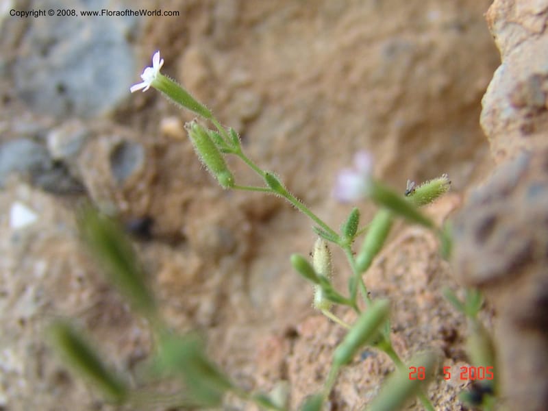 Silene sedoides--Crete. Phenix trail, W of Loutro. 28 May 05.  047.jpg