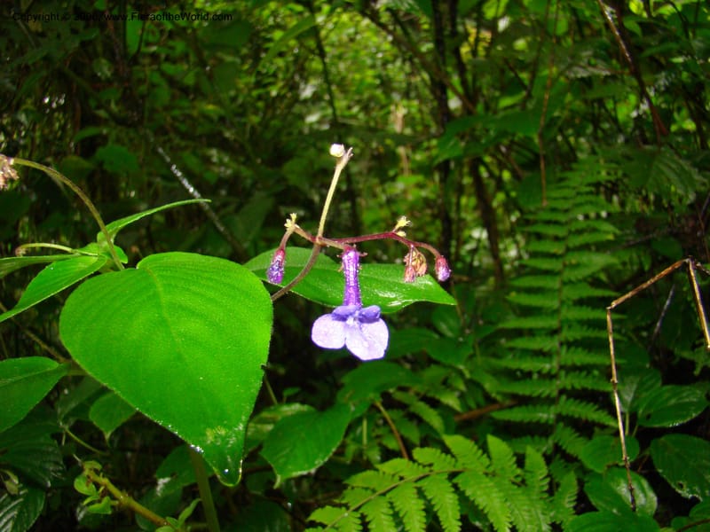 Streptocarpus buchananii, RGereau7015--Tanz. Mbeya Rural Distr. Ngozi Crater. 26 Jan 08. 133.jpg