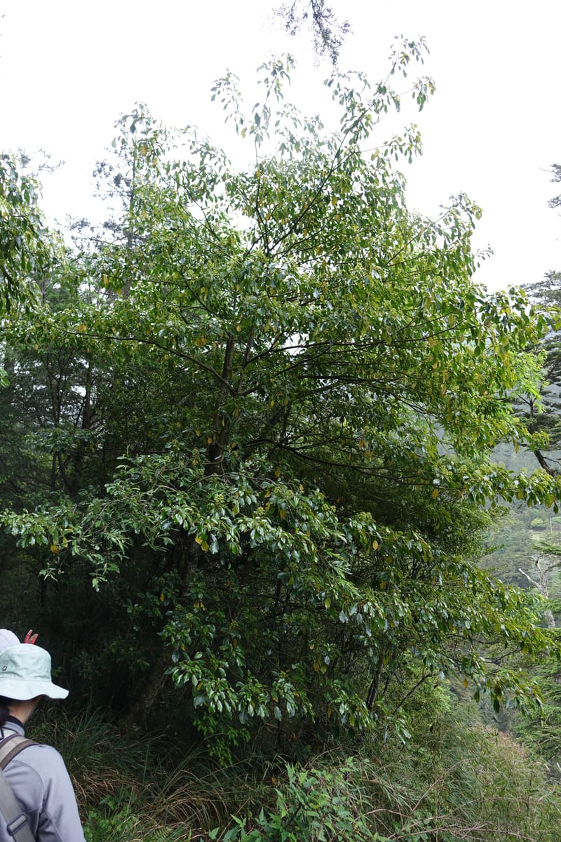 Trochodendron aralioides, Tseng Yu-Hsin 1327--Taiwan. Taroko Nat. Park. Mt. Bilu Trail. 21 May 2016.  (169).JPG
