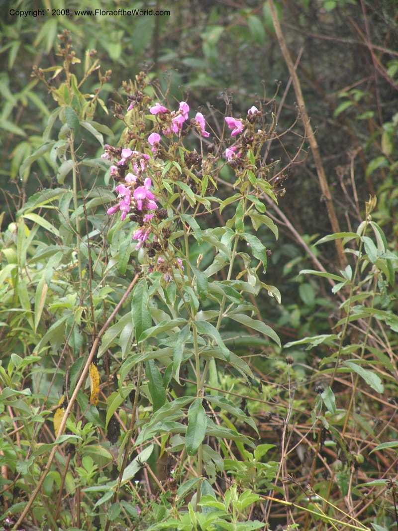 Collaea speciosa--Peru. Macchu Pichu. 23 Oct 07. 105.jpg