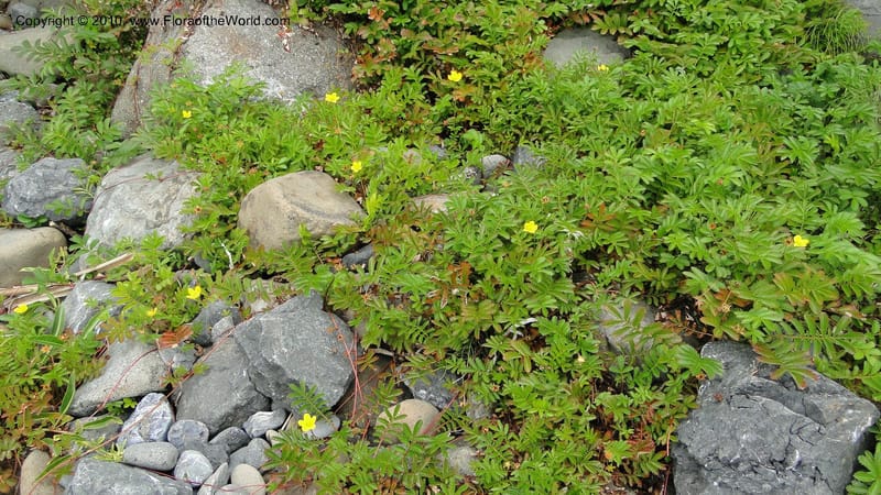 Potentilla anserina, C. Davidson 11781--CA. Humboldt Co. Trinidad State Beach. 18 August 2010. 081 (19).jpg