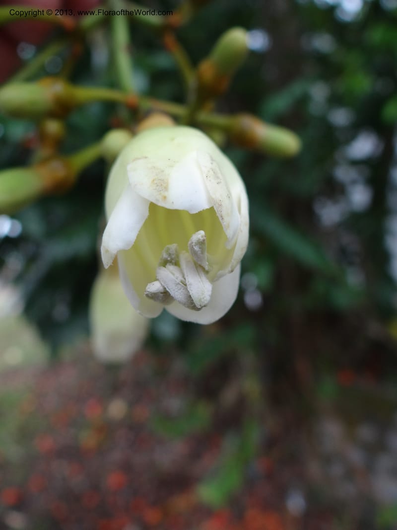Fagraea, S.98879--Malaysia, Sarawak. Kubah Nat. Park. 28 Mar 2012. DSC05973 (60).JPG