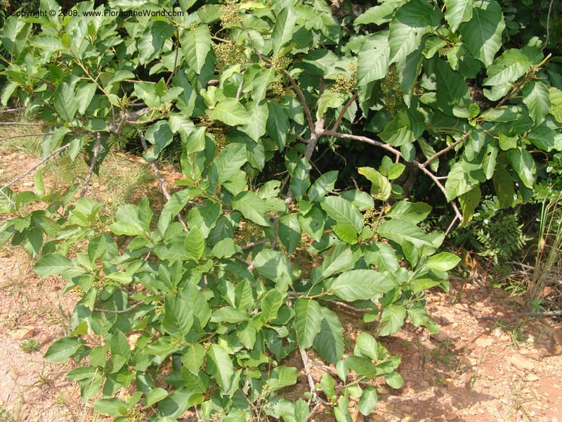 Maesa lanceolata--So.Africa. Mpumal. Buffelskloof Private Nat. Res. 17 Mch 05. 020.jpg