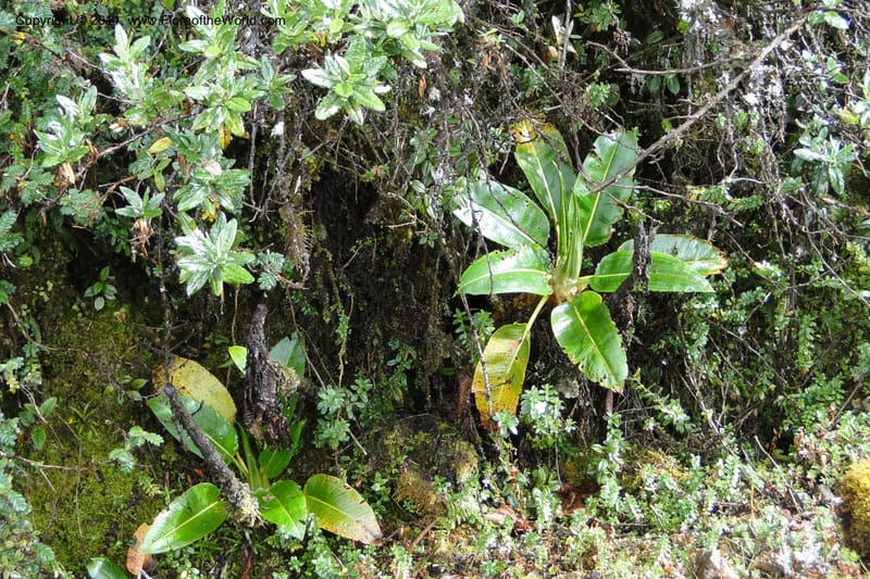 Rumex tolimensis, Ulloa 1994--Ecuador. Napo. Papallacta to Baeza. 1 Jun 2011. 402.jpg