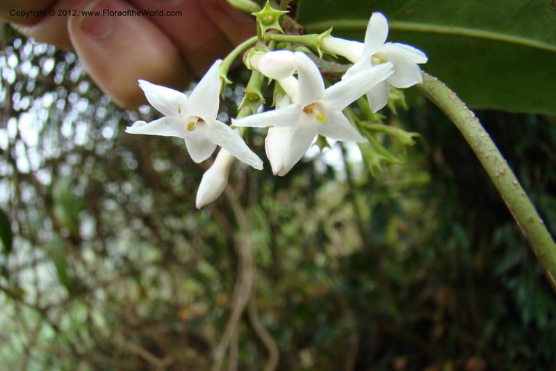 Jasminum, Regalado 1631--Viet Nam. Lao Cai Prov. Sa Pa Distr. 2 km NW Thac Bac. 5 Apr 09 090.jpg