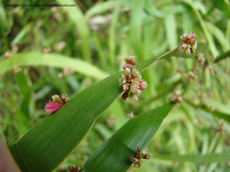 Homalocladium platycladium--Australia. Royal Botanic Garden, Melbourne. 19-20 Mch 08. 311.jpg