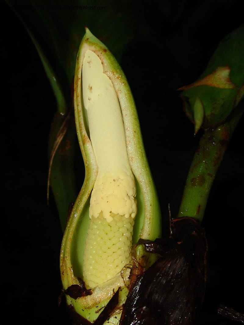 Philodendron, RVasquez31562--Peru. Prov. Oxa. Estac. Paujil. Send. El Mirador. 16 Oct 06. 506.jpg