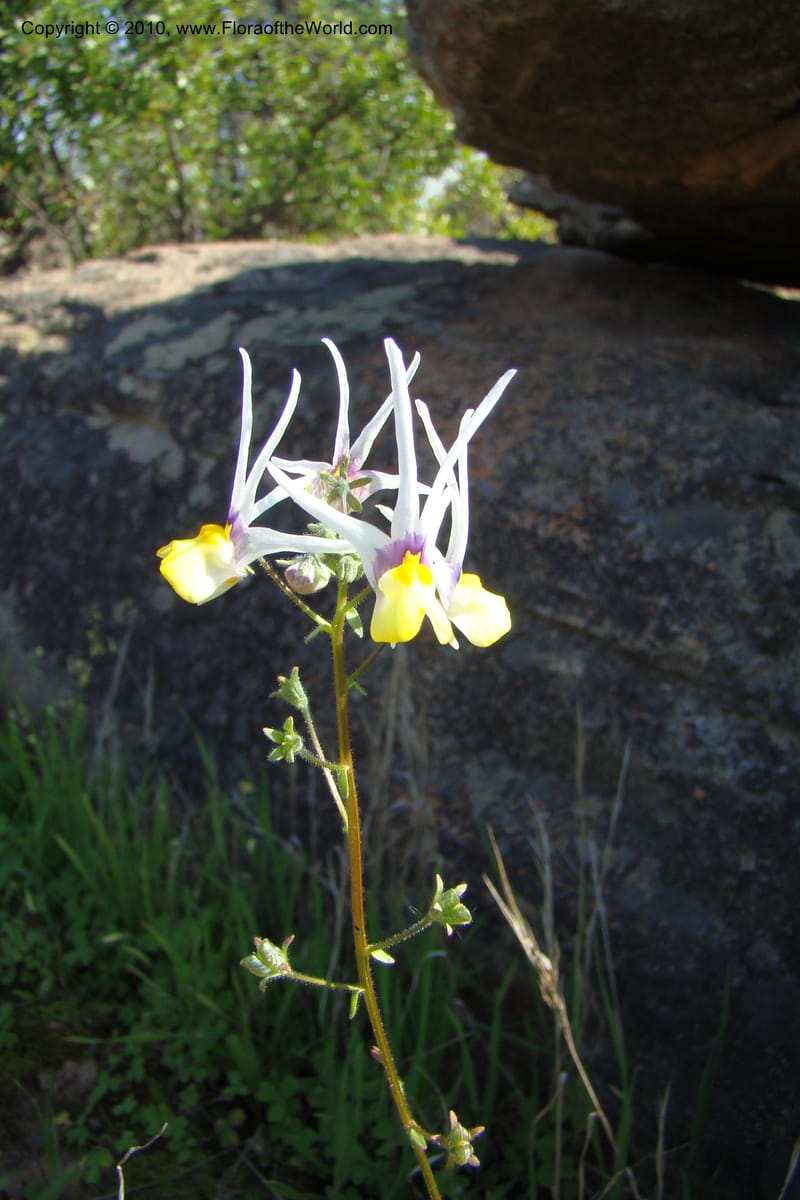 Nemesia cheiranthus, C. Davidson 11523--South Africa. Northern Cape. Papkuilsfontein. 25 Aug 09. 275 (2).jpg