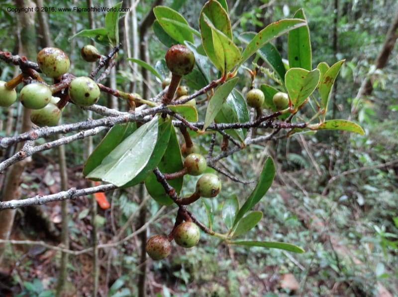 Austrobuxus, Davidson, C 12732--Sabah. Mt. Kinabalu. Bundu Tuhan Trail. 11 Oct 2014. DSC04133 (10).JPG