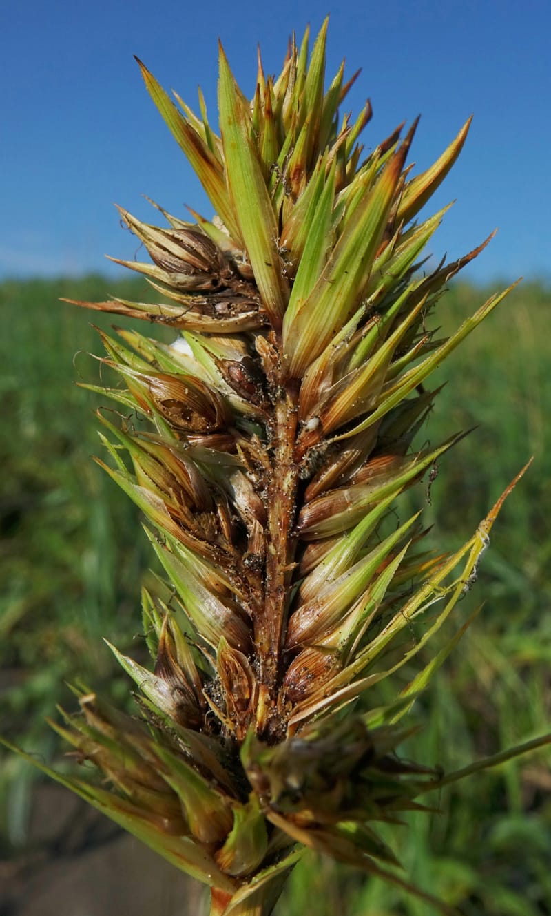 Carex macrocephala var. kobomugi--Japan. Hokkaido. Toyotomi-cho. 4 Aug 2016. DSC01106 (36).JPG
