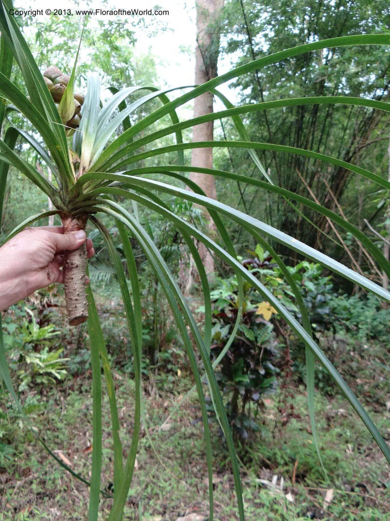 Pandanus calcis, Callmander 1048--Thailand. Prachuap Khiri Khan Prov. Ma Rong Cave. 13 Nov 2012. DSC08906 (95).JPG