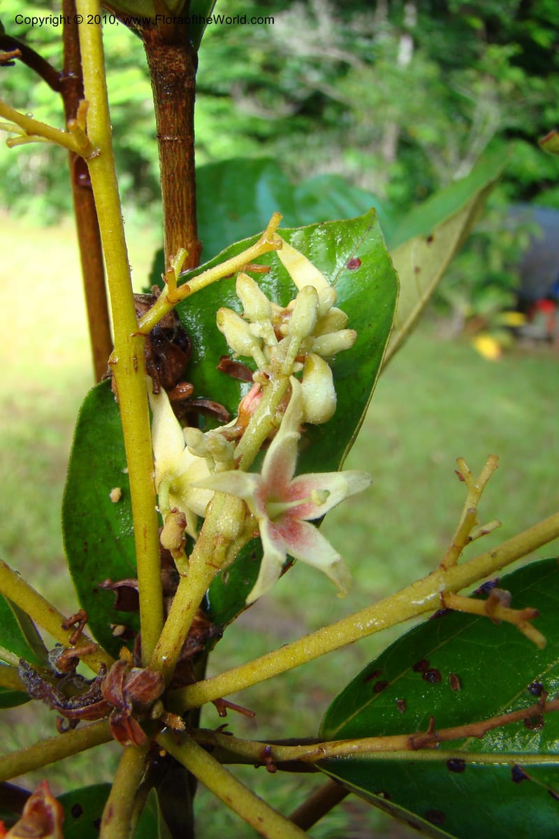 Sterculia villifera, Mori, 27339--French Guiana. Les Nouragues Station. 27 Oct 09. 050.jpg