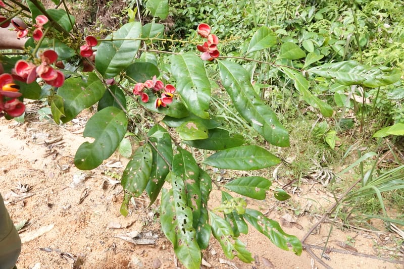 Aporrhiza, C. Davidson 13912--Gabon. M de C. Road past the cabins. 29 Oct 2018DSC09794 (86).JPG