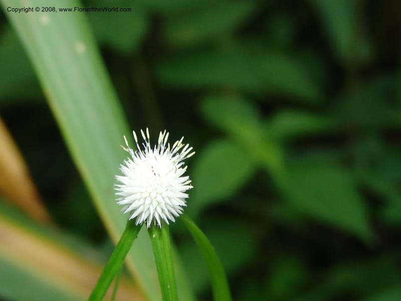 Cyperus, R.Gereua6842--Tanz. Mzelezi For. Res.  Mahenge-Sali. 15 Feb 06. 071.jpg
