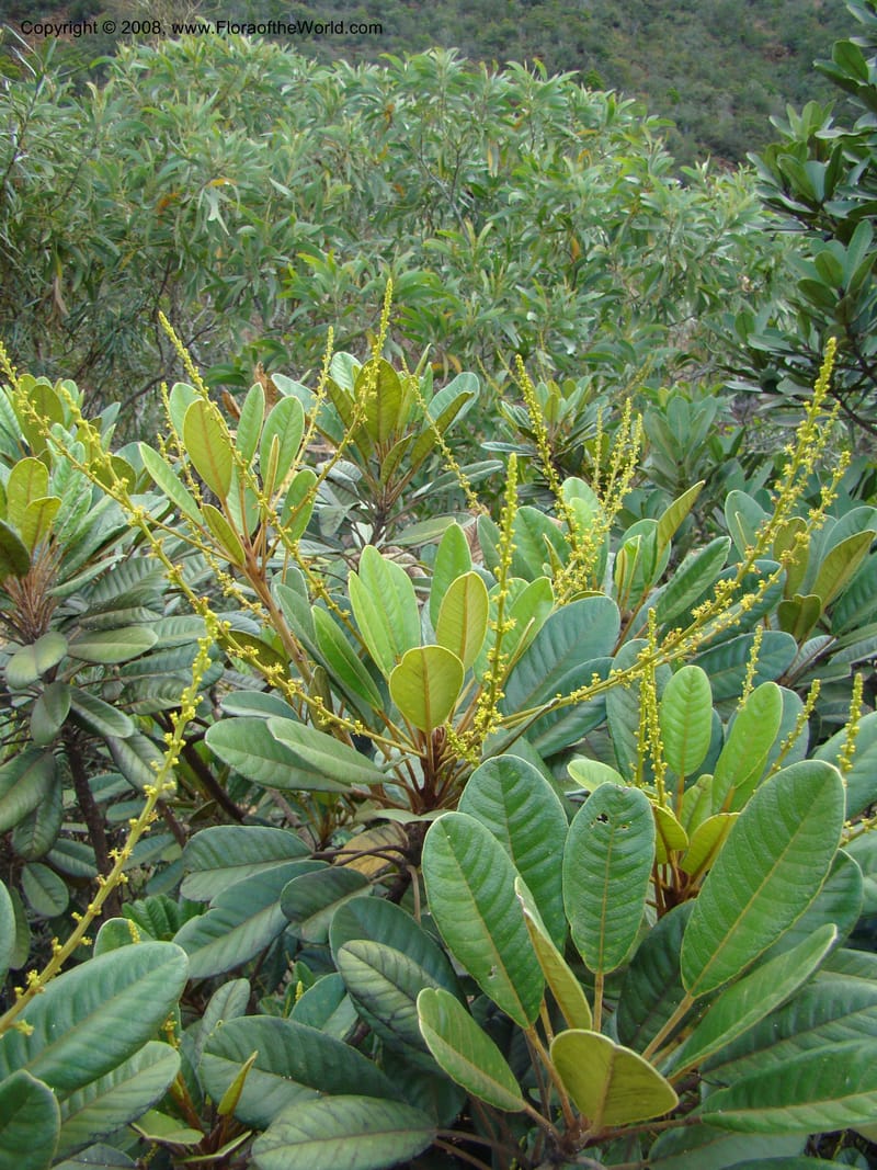 Soulamea, JMunzinger4888--New Caledonia. Tontouta R.jct Kalouehola R. 21 Nov 07. 137.jpg