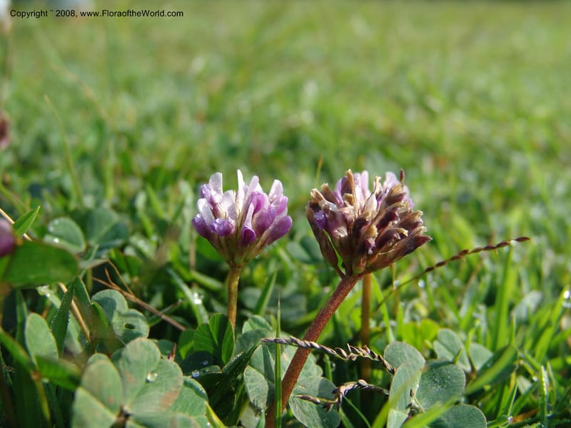 Trifolium burchellianum cf--Kenya. Brooks Bond Tea Estate, Kericho. 10 Jul 04. 091.jpg