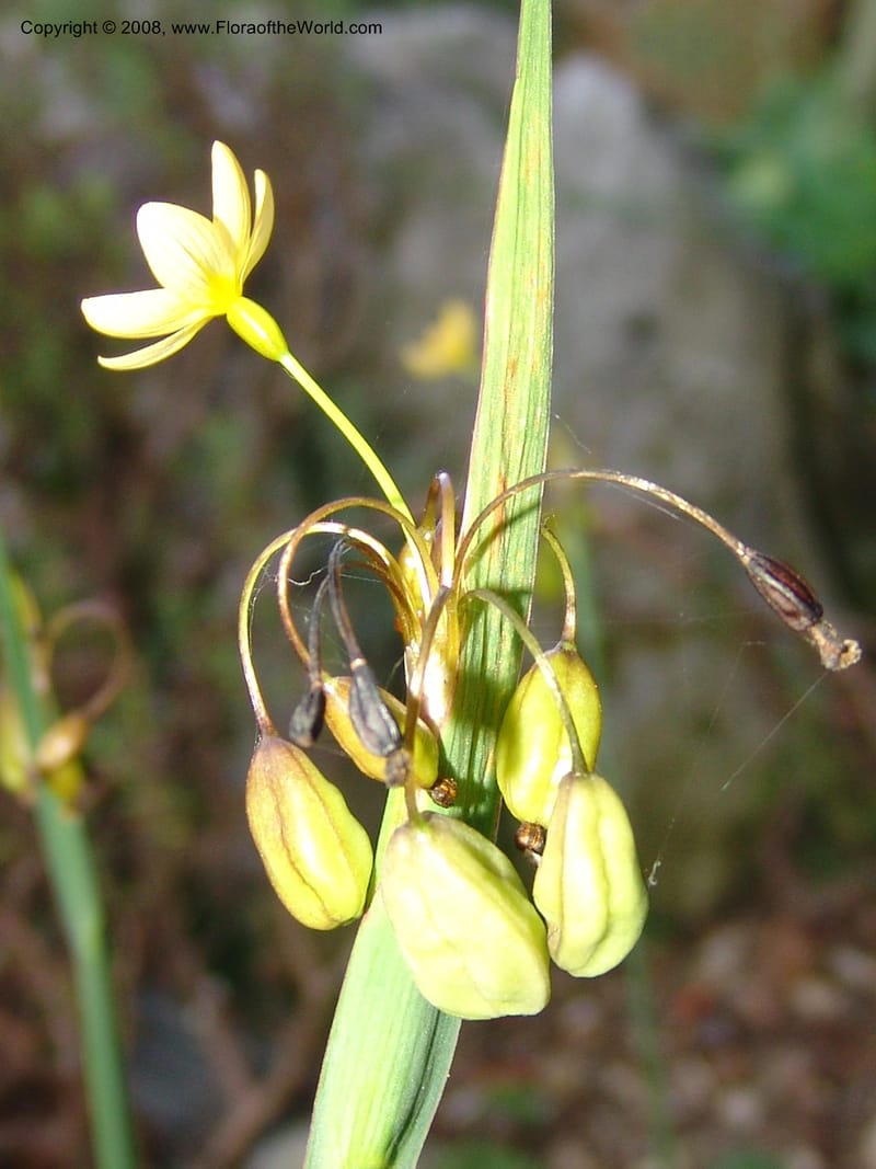 Sisyrinchium tinctorium, 04.P.2161--France. Paris. Jardin des Plantes. 4 Sep 07. 257.jpg