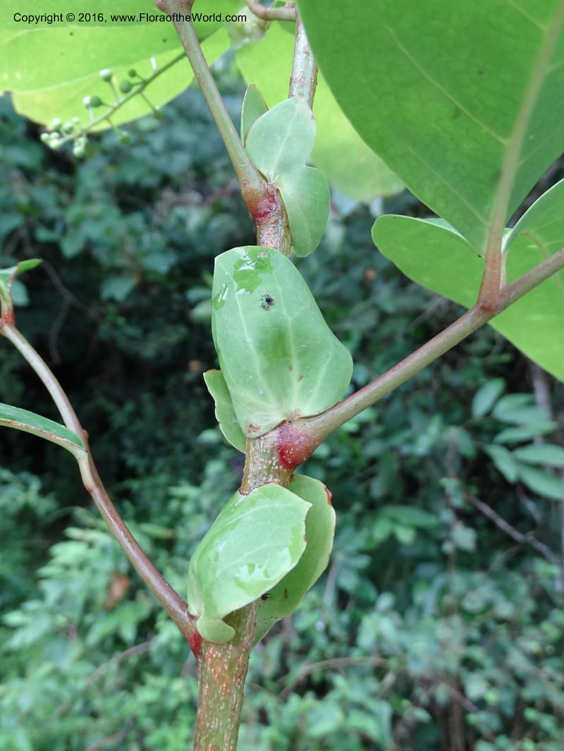 Lepisanthes fruticosa, Buerki, S 361--Sabah. Ulu Senagang. 9 Oct 2014. DSC03434 (33).JPG