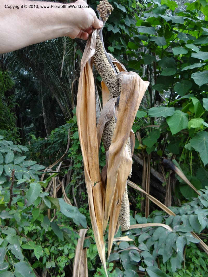 Pandanus unicornutus, Callmander, M 1049--Thailand. Chumphon Prov. Tambon Mab Amarit. 13 Nov 2012. DSC09009 (1).JPG