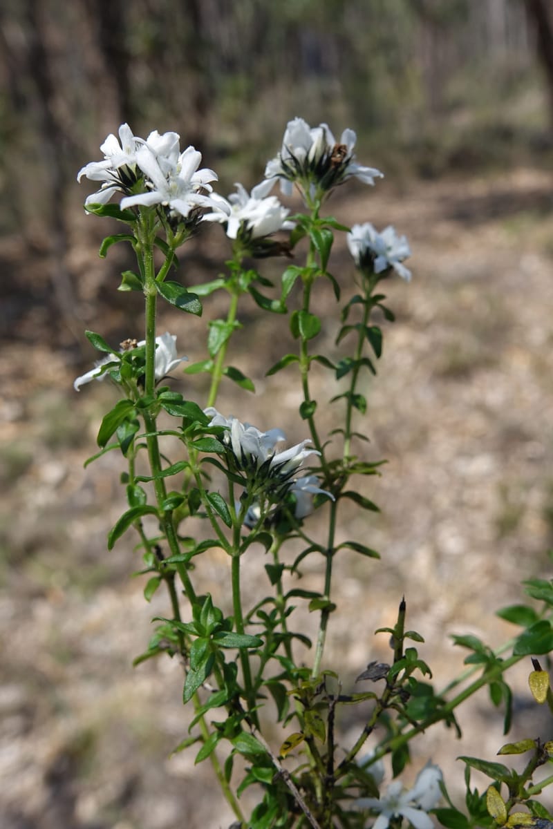 Logania serpyllifolia, Davidson, C 13471--Australia. W.A. Albany Hwy, odom 33.5. 28 Oct 2016. DSC05957 (11).JPG