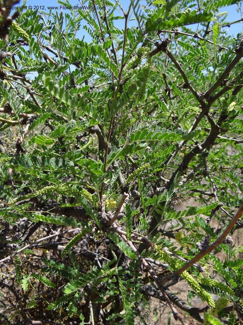 Prosopis glandulosa, Davidson, C 11938--AZ. Yavapai Co. Crown King Rd. 7 May 2012. DSC0894 1 (22).JPG