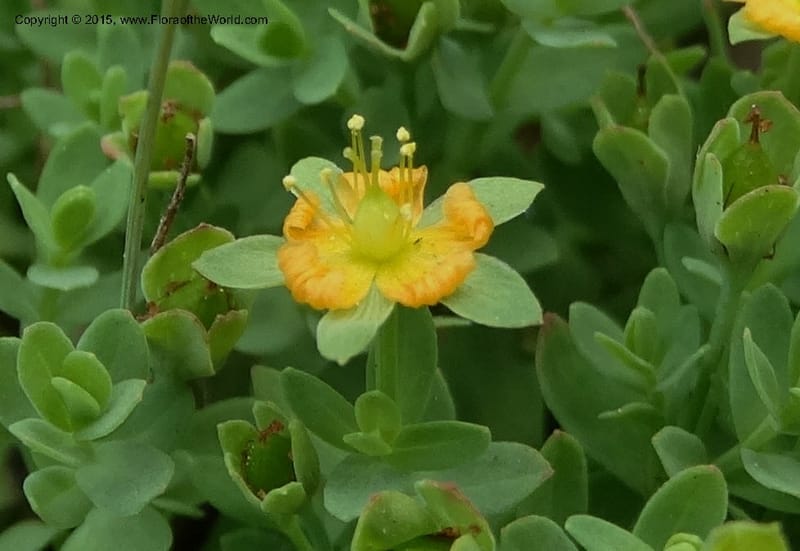 Hypericum anagalloides, Davidson, C 12613--ID. Valley Co. Squaw Meadows. 21 Jul 2014. DSC01008 (9).JPG