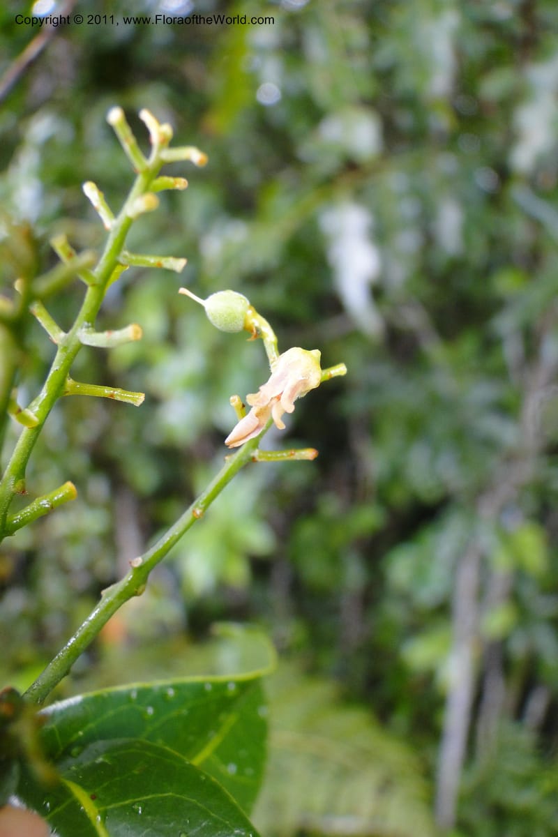 Agatea, Specimen lost--Fiji. Nadarivatu Nature Reserve. 10 Feb 2011. 026 (63).jpg