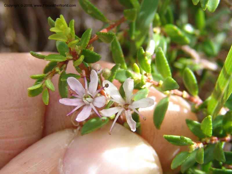 Agathosma ovata--So.Africa. E. Cape. Waringham Farm, Quanti Area, Stut. 8 Mch 05. 232.jpg