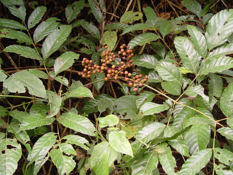 Leea guineensis--Cameroon. Mt. Cameroon. 6 Dec 03. 101.jpg