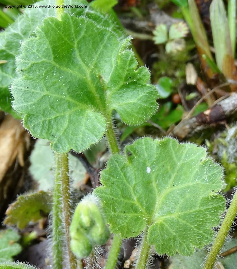Androsace henryi, Boufford, D 43635--China. Sichuan. LiXian. MiYaLuo. 9 May 2014. DSC04513 (38).JPG