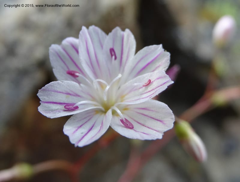 Lewisia columbiana var. wallowensis, Davidson, C 12591--ID. Idaho Co. Seven Devils Camp Ground. 15 Jul 2014. DSC00113 (122).JPG