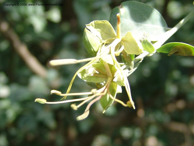Cadaba mirabilis--Ethiopia. Bio, 6 km N of Modjo, rd twd Debre Zeit. 14 Jul 04. 064.jpg
