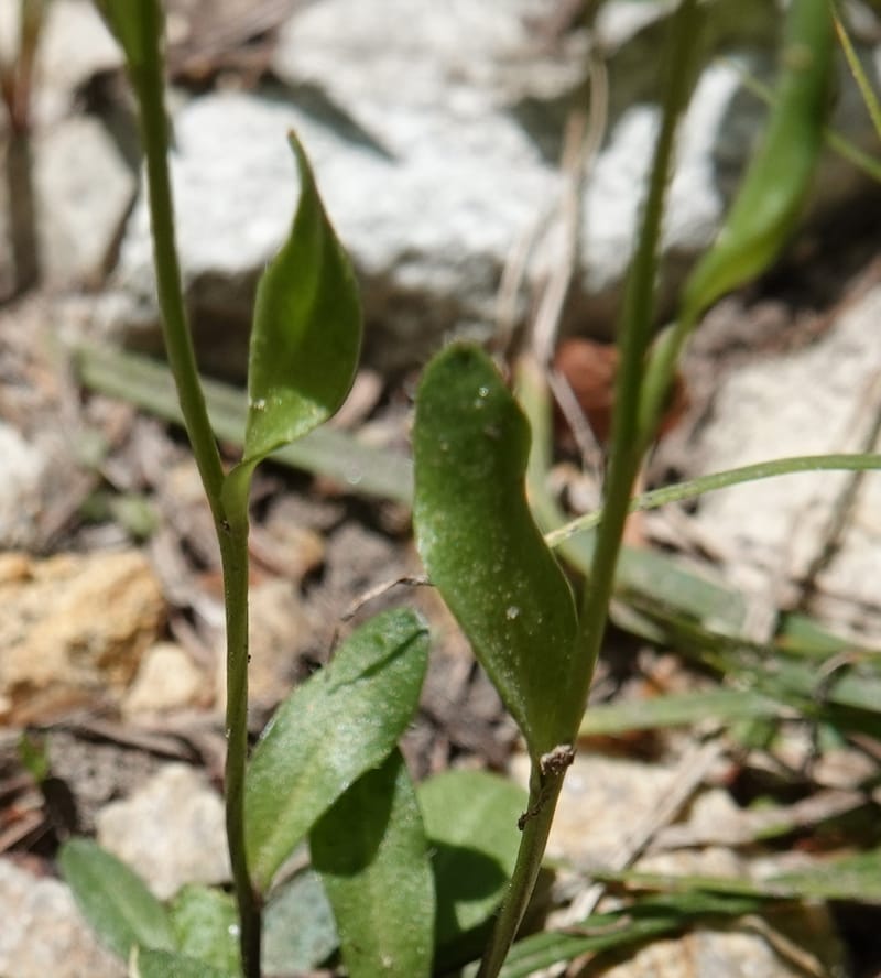 Arabis nuttallii, C. Davidson 14036--ID, Valley Co. Elkl Summit. 18 July 2019. DSC00995 (17).JPG