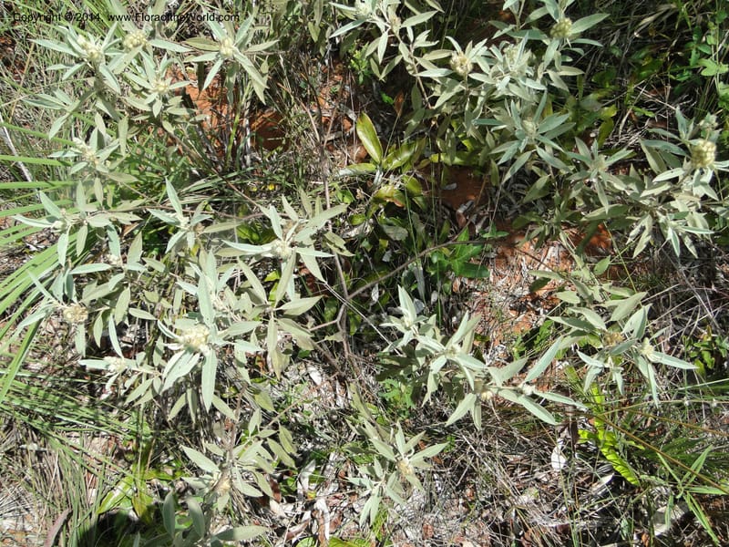 Croton, Stevens,  W. D 31106, Cerro Cora, 16 Mar 2011 1790 (4).JPG