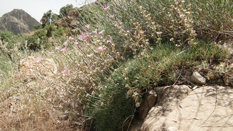 Acantholimon blakelockii, EC.3--Iraq. Kurdistan. Shakh-i Pira Magrun. Zewiya. 12 June 2010. 151 (16).jpg