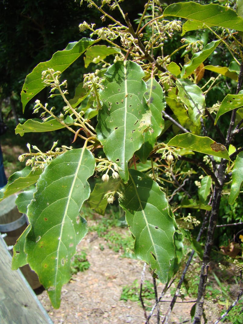 Elaeocarpus, Munzinger, 4760,--New Caledonia, Prov N, Les Trois Creeks,  13 Nov 2007, 027 (4).jpg