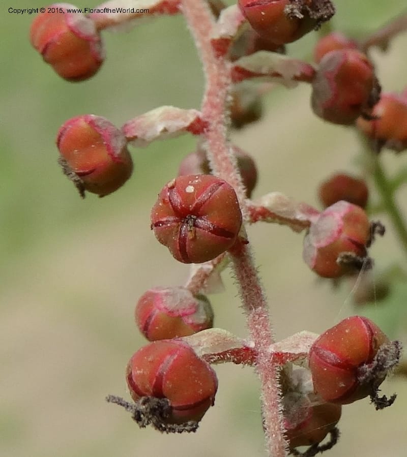Coriaria nepalensis, Boufford, D 43590--China. Sichuan. Tudiling Tunnel. 6 May 2014. DSC03860 (115).JPG