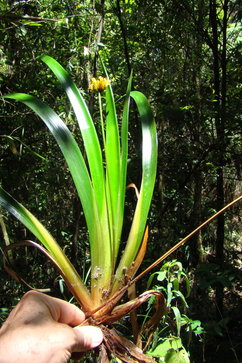 Xyris, Regalado 1745--Viet Nam. Thua Thien Hue Prov. Phu Loc Distr. Bach Ma. 13 Apr 09. 302.jpg