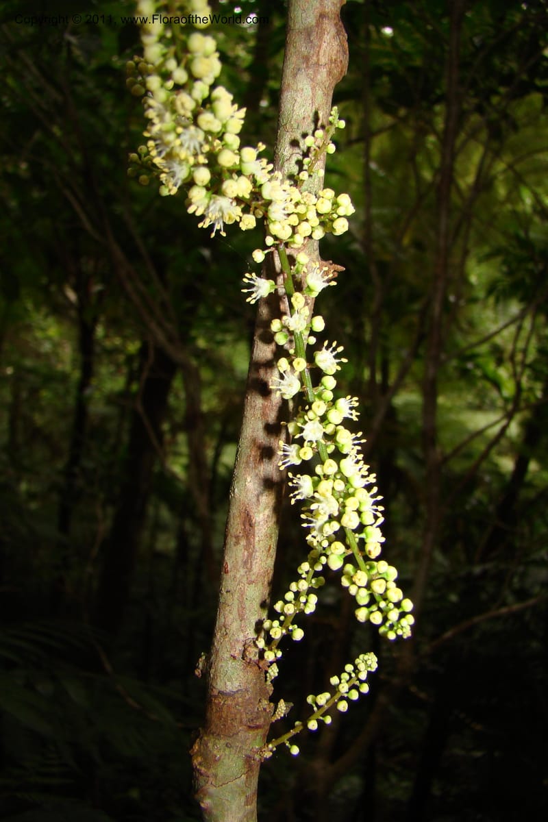 Cupaniopsis, M. Callmander 763--New Caledonia. Mont Koghis. 18 Jan 2010. 002 (81).jpg