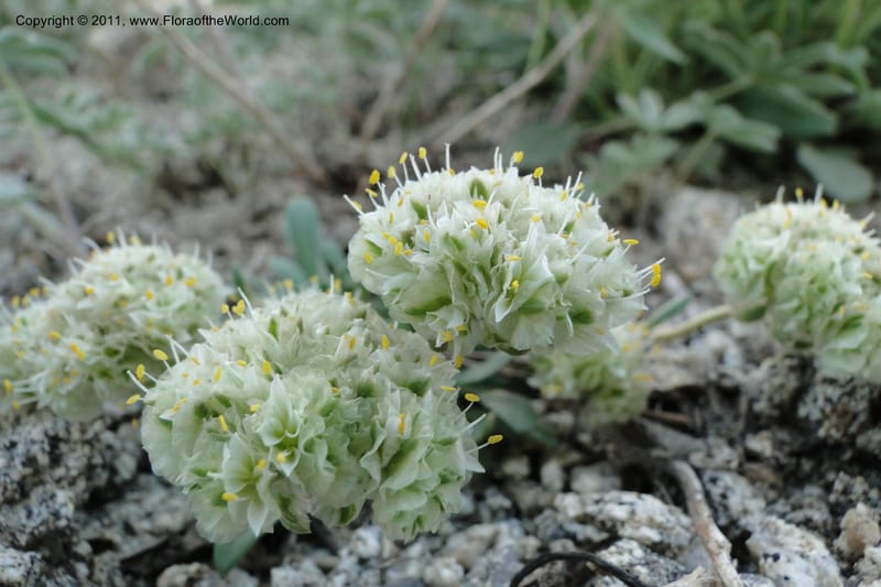 Calyptridium umbellatum, Davidson, C 11865--Idaho. Idaho Co. Warren Wagon Rd. 8 July 2011. 043 (2).jpg