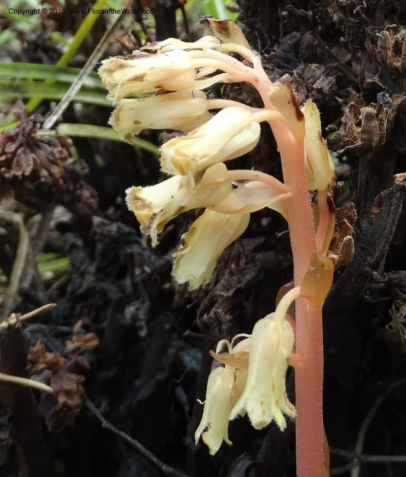 Monotropa hypopitys, Davidson, C 12626--ID. Idaho Co. S of Steamboat Summit. 5 Aug 2014. DSC00156 (212).JPG
