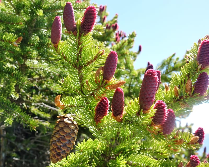 Picea abies, Davidson, C 13309--Switzerland. Les Violettes. 4 Jul 2016. DSC09126 (73).JPG