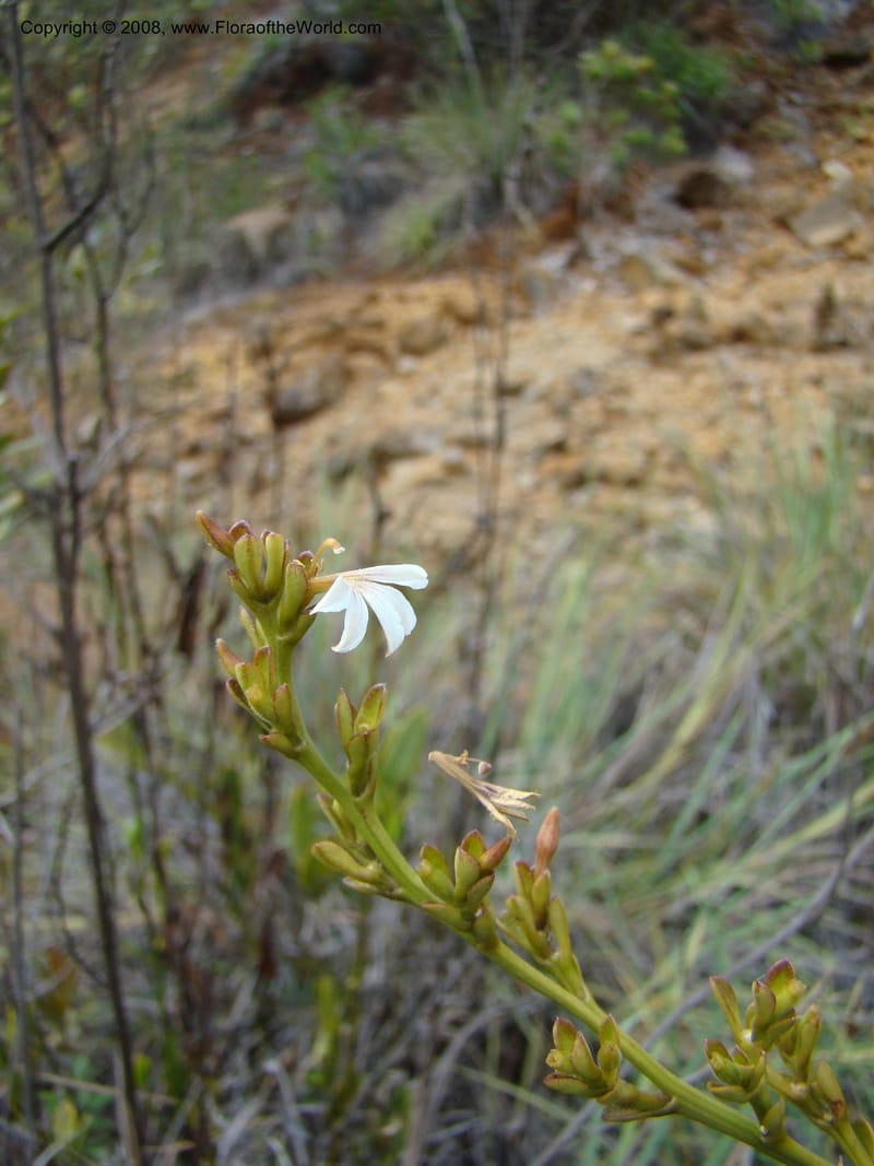 Scaevola beckii, JMunzinger4887--New Caledonia. Tontouta R.jct Kalouehola R. 21 Nov 07. 039.jpg