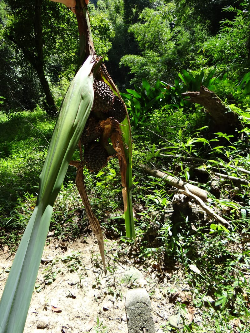 Pandanus unicornutus, Callmander 1050--Thailand. Ranong Prov. Klong Naka Wildlife Sanctuary. 14 Nov 2012. DSC09055 (247).JPG